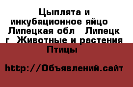 Цыплята и инкубационное яйцо  - Липецкая обл., Липецк г. Животные и растения » Птицы   